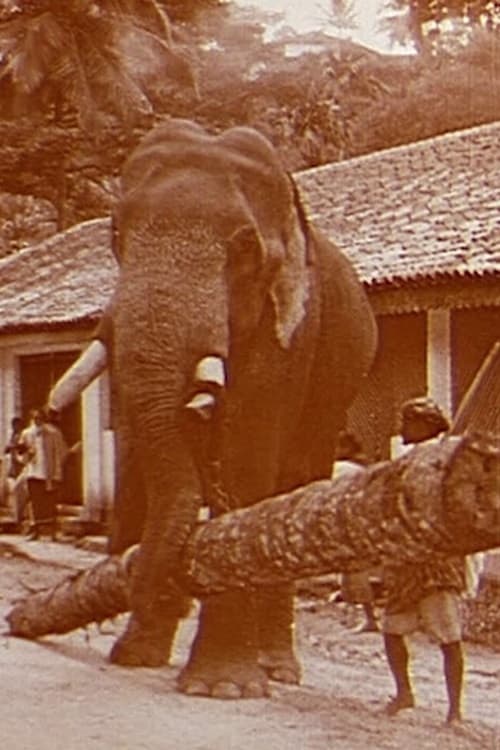Elephants at Work