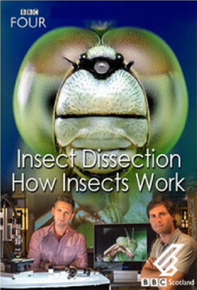 Insect Dissection - How Insects work