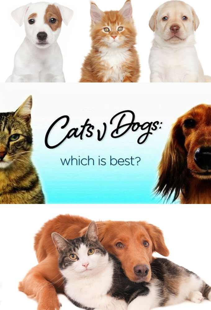 Cats dogs 5. Cats v Dogs which is best (2016). Cat v сериал победа. Кошки 5 серий. Which do you like Cats or Dogs.