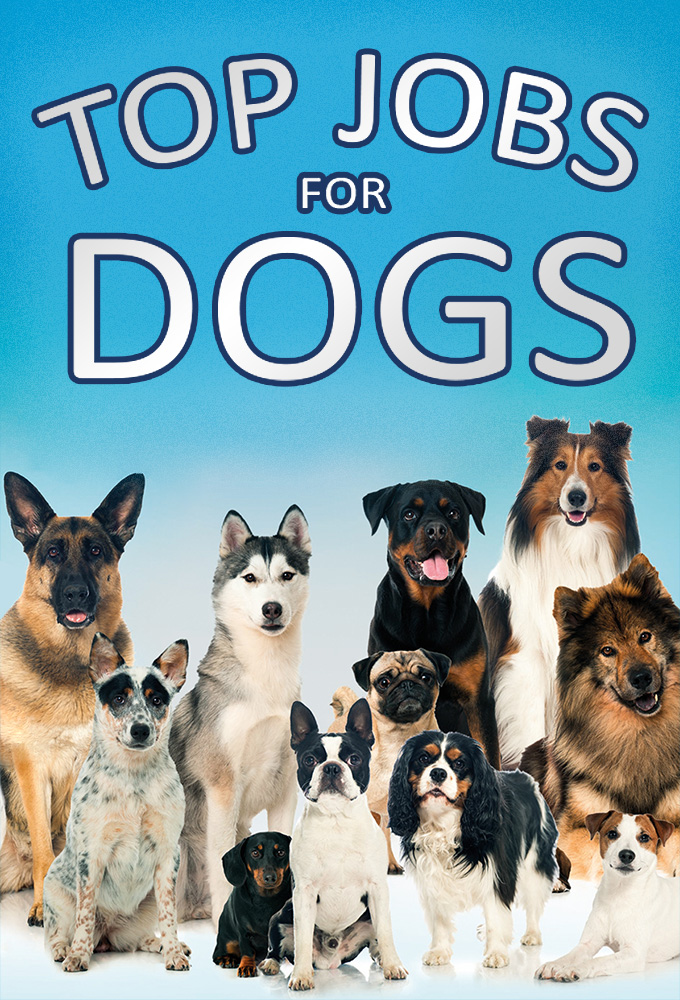 Top Jobs for Dogs